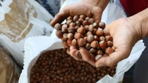 Türkiye’nin fındık ihracatı 1,2 milyar dolara ulaştı: Miktar geriledi
